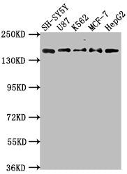 Western Blot Positive WB detected in: SH-SY5Y whole cell lysate, U87 whole cell lysate, K562 whole cell lysate, MCF-7 whole cell lysatee, HepG2 whole cell lysate All lanes: INSRR antibody at 1:2000 Secondary Goat polyclonal to rabbit IgG at 1/5000...