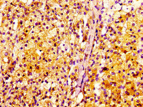 IHC image of CSB-PA011758EA01HU diluted at 1:100 and staining in paraffin-embedded human adrenal gland tissue performed on a Leica BondTM system. After dewaxing and hydration, antigen retrieval was mediated by high pressure in a citrate buffer (pH...