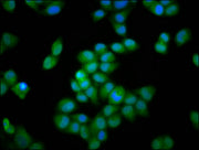 Immunofluorescence staining of Hela cells with CSB-PA011761LA01HU at 1:66, counter-stained with DAPI. The cells were fixed in 4% formaldehyde, permeabilized using 0.2% Triton X-100 and blocked in 10% normal Goat Serum. The cells were then incubate...