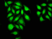 Immunofluorescence staining of A549 cells with CSB-PA011764LA01HU at 1:33, counter-stained with DAPI. The cells were fixed in 4% formaldehyde, permeabilized using 0.2% Triton X-100 and blocked in 10% normal Goat Serum. The cells were then incubate...