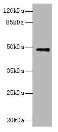 Western blot All lanes: IP6K2 antibody at 3.12µg/ml + Raji whole cell lysate Secondary Goat polyclonal to rabbit IgG at 1/10000 dilution Predicted band size: 50, 12, 9, 21, 22, 10 kDa Observed band size: 50 kDa