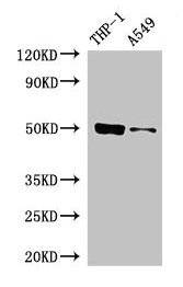 Western Blot Positive WB detected in: THP-1 whole cell lysate, A549 whole cell lysate All lanes: IRF3 antibody at 5µg/ml Secondary Goat polyclonal to rabbit IgG at 1/50000 dilution Predicted band size: 50 kDa Observed band size: 50 kDa
