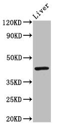 Western Blot Positive WB detected in: Mouse liver tissue All lanes: IRF9 antibody at 3ug/ml Secondary Goat polyclonal to rabbit IgG at 1/50000 dilution Predicted band size: 44 kDa Observed band size: 44 kDa