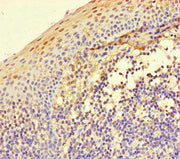 Immunohistochemistry of paraffin-embedded human tonsil tissue using CSB-PA011867LA01HU at dilution of 1:100