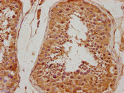 IHC image of CSB-PA011871NA01HU diluted at 1:500 and staining in paraffin-embedded human testis tissue performed on a Leica BondTM system. After dewaxing and hydration, antigen retrieval was mediated by high pressure in a citrate buffer (pH 6.0)....