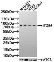 Western Blot Positive WB detected in: NIH/3T3 whole cell lysate(30µg), A549 whole cell lysate(30µg), HT29 whole cell lysate(30µg),HEK293 whole cell lysate(30µg) All lanes: ITGB6 antibody at 1:1000 Secondary Goat polyclonal to rabbit IgG at 1/20000...
