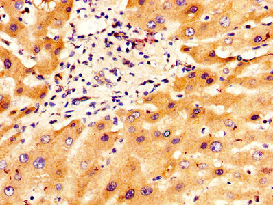IHC image of CSB-PA011897LA01HU diluted at 1:300 and staining in paraffin-embedded human liver tissue performed on a Leica BondTM system. After dewaxing and hydration, antigen retrieval was mediated by high pressure in a citrate buffer (pH 6.0). S...