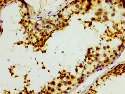 IHC image of CSB-PA011904LA01HU diluted at 1:400 and staining in paraffin-embedded human testis tissue performed on a Leica BondTM system. After dewaxing and hydration, antigen retrieval was mediated by high pressure in a citrate buffer (pH 6.0)....