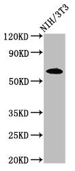 Western Blot Positive WB detected in: NIH/3T3 whole cell lysate All lanes: IVL antibody at 3.2ug/ml Secondary Goat polyclonal to rabbit IgG at 1/50000 dilution Predicted band size: 69 kDa Observed band size: 69 kDa