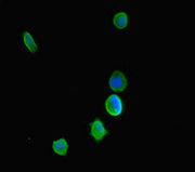 Immunofluorescent analysis of MCF-7 cells using CSB-PA011939HA01HU at dilution of 1:100 and Alexa Fluor 488-congugated AffiniPure Goat Anti-Rabbit IgG(H+L)