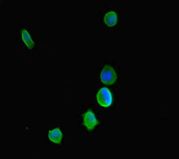 Immunofluorescent analysis of MCF-7 cells using CSB-PA011939HA01HU at dilution of 1:100 and Alexa Fluor 488-congugated AffiniPure Goat Anti-Rabbit IgG(H+L)