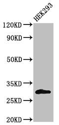 Western Blot Positive WB detected in: HEK293 whole cell lysate All lanes: KCNIP3 antibody at 2ug/ml Secondary Goat polyclonal to rabbit IgG at 1/50000 dilution Predicted band size: 30, 27 kDa Observed band size: 30 kDa