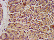 IHC image of CSB-PA012071LA01HU diluted at 1:300 and staining in paraffin-embedded human pancreatic tissue performed on a Leica BondTM system. After dewaxing and hydration, antigen retrieval was mediated by high pressure in a citrate buffer (pH 6....