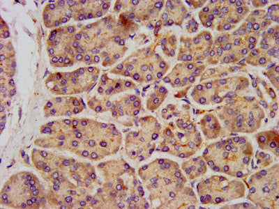 IHC image of CSB-PA012071LA01HU diluted at 1:300 and staining in paraffin-embedded human pancreatic tissue performed on a Leica BondTM system. After dewaxing and hydration, antigen retrieval was mediated by high pressure in a citrate buffer (pH 6....