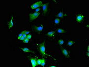 Immunofluorescent analysis of U251 cells using CSB-PA012092LA01HU at dilution of 1:100 and Alexa Fluor 488-congugated AffiniPure Goat Anti-Rabbit IgG(H+L)