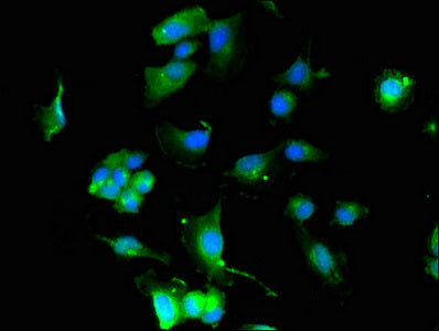 Immunofluorescent analysis of U251 cells using CSB-PA012092LA01HU at dilution of 1:100 and Alexa Fluor 488-congugated AffiniPure Goat Anti-Rabbit IgG(H+L)