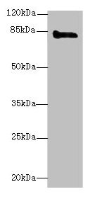 Western blot All lanes: KEL antibody at 3µg/ml + HepG2 whole cell lysate Secondary Goat polyclonal to rabbit IgG at 1/10000 dilution Predicted band size: 83 kDa Observed band size: 83 kDa