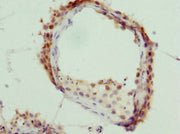 Immunohistochemistry of paraffin-embedded human testis tissue using CSB-PA012156ESR2HU at dilution of 1:100