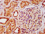 IHC image of CSB-PA012171LA01HU diluted at 1:200 and staining in paraffin-embedded human kidney tissue performed on a Leica BondTM system. After dewaxing and hydration, antigen retrieval was mediated by high pressure in a citrate buffer (pH 6.0)....