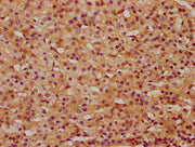 IHC image of CSB-PA012199LA01HU diluted at 1:400 and staining in paraffin-embedded human adrenal gland tissue performed on a Leica BondTM system. After dewaxing and hydration, antigen retrieval was mediated by high pressure in a citrate buffer (pH...