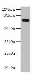 Western blot All lanes: FAM234B antibody at 6µg/ml + Human placenta tissue Secondary Goat polyclonal to rabbit IgG at 1/10000 dilution Predicted band size: 68 kDa Observed band size: 68 kDa