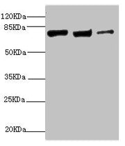Western blot All lanes: KIF3A antibody at 9.45ug/ml Lane 1: MCF-7 whole cell lysate Lane 2: Rat gonad tissue Lane 3: 293T whole cell lysate Secondary Goat polyclonal to rabbit IgG at 1/10000 dilution Predicted band size: 80 kDa Observed band size:...