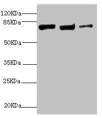 Western blot All lanes: KIF3A antibody at 9.45ug/ml Lane 1: MCF-7 whole cell lysate Lane 2: Rat gonad tissue Lane 3: 293T whole cell lysate Secondary Goat polyclonal to rabbit IgG at 1/10000 dilution Predicted band size: 80 kDa Observed band size:...