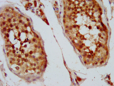 IHC image of CSB-PA012347LA01HU diluted at 1:400 and staining in paraffin-embedded human testis tissue performed on a Leica BondTM system. After dewaxing and hydration, antigen retrieval was mediated by high pressure in a citrate buffer (pH 6.0)....