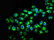 Immunofluorescence staining of A549 cells with CSB-PA012353LA01HU at 1:133, counter-stained with DAPI. The cells were fixed in 4% formaldehyde, permeabilized using 0.2% Triton X-100 and blocked in 10% normal Goat Serum. The cells were then incubat...