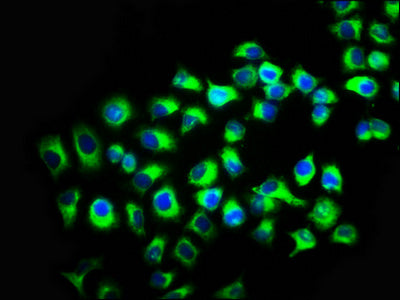 Immunofluorescence staining of A549 cells with CSB-PA012353LA01HU at 1:133, counter-stained with DAPI. The cells were fixed in 4% formaldehyde, permeabilized using 0.2% Triton X-100 and blocked in 10% normal Goat Serum. The cells were then incubat...
