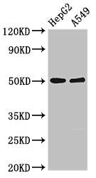 Western Blot Positive WB detected in: HepG2 whole cell lysate, A549 whole cell lysate All lanes: KIR3DL1 antibody at 2.5ug/ml Secondary Goat polyclonal to rabbit IgG at 1/50000 dilution Predicted band size: 50, 39 kDa Observed band size: 50 kDa