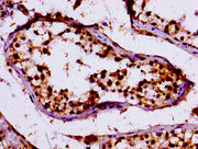 IHC image of CSB-PA012385LA01HU diluted at 1:100 and staining in paraffin-embedded human testis tissue performed on a Leica BondTM system. After dewaxing and hydration, antigen retrieval was mediated by high pressure in a citrate buffer (pH 6.0)....