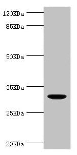 Western blot All lanes: KLK10 antibody at 1.48µg/ml + THP-1 whole cell lysate Secondary Goat polyclonal to rabbit IgG at 1/10000 dilution Predicted band size: 30 kDa Observed band size: 30 kDa
