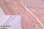 IHC image of CSB-PA012474LA01HU diluted at 1:50 and staining in paraffin-embedded human tonsil tissue performed on a Leica BondTM system. After dewaxing and hydration, antigen retrieval was mediated by high pressure in a citrate buffer (pH 6.0). S...
