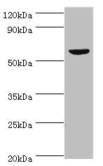 Western blot All lanes: KMO antibody at 10ug/ml + Mouse heart tissue Secondary Goat polyclonal to rabbit IgG at 1/10000 dilution Predicted band size: 56, 55, 52 kDa Observed band size: 56 kDa