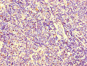 Immunohistochemistry of paraffin-embedded human lymph node tissue using CSB-PA012484LA01HU at dilution of 1:100