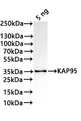Western Blot Positive WB detected in: recombinant protein All lanes:KAP95 Antibody at 1:1000 Secondary Goat polyclonal to rabbit IgG at 1/20000 dilution Predicted band size: 34.6 kDa Observed band size: 34 kDa