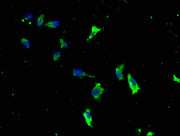 Immunofluorescence staining of SH-SY5Y cells with CSB-PA012695LA01HU at 1:133, counter-stained with DAPI. The cells were fixed in 4% formaldehyde, permeabilized using 0.2% Triton X-100 and blocked in 10% normal Goat Serum. The cells were then incu...