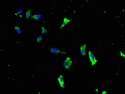 Immunofluorescence staining of SH-SY5Y cells with CSB-PA012695LA01HU at 1:133, counter-stained with DAPI. The cells were fixed in 4% formaldehyde, permeabilized using 0.2% Triton X-100 and blocked in 10% normal Goat Serum. The cells were then incu...