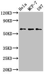 Western Blot Positive WB detected in: Hela whole cell lysate, MCF-7 whole cell lysate, U87 whole cell lysate All lanes: KY antibody at 3.2µg/ml Secondary Goat polyclonal to rabbit IgG at 1/50000 dilution Predicted band size: 64, 42, 73, 76 kDa Obs...