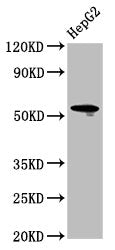 Western Blot Positive WB detected in: HepG2 whole cell lysate All lanes: LAG3 antibody at 4.9µg/ml Secondary Goat polyclonal to rabbit IgG at 1/50000 dilution Predicted band size: 58, 40 kDa Observed band size: 58 kDa