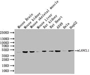 Western Blot Positive WB detected in: Mouse Brain tissue lysate, Mouse Kidney tissue lysate, Mouse skeletal muscle tissue lysate, Mous Liver tissue lysate, Rat Kidney tissue lysate, Rat Heart tissue lysate, A549 whole cell lysate, Hela whole cell...