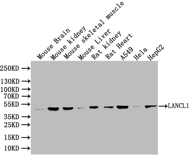Western Blot Positive WB detected in: Mouse Brain tissue lysate, Mouse Kidney tissue lysate, Mouse skeletal muscle tissue lysate, Mous Liver tissue lysate, Rat Kidney tissue lysate, Rat Heart tissue lysate, A549 whole cell lysate, Hela whole cell...