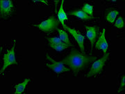 Immunofluorescence staining of U251 cells with CSB-PA012772LA01HU at 1:100, counter-stained with DAPI. The cells were fixed in 4% formaldehyde, permeabilized using 0.2% Triton X-100 and blocked in 10% normal Goat Serum. The cells were then incubat...