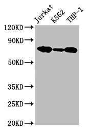 Western Blot Positive WB detected in: Jurkat whole cell lysate, K562 whole cell lysate, THP-1 whole cell lysate All lanes: LCP1 antibody at 2.6µg/ml Secondary Goat polyclonal to rabbit IgG at 1/50000 dilution Predicted band size: 71, 22 kDa Observ...