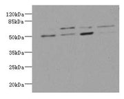 Western blot All lanes: LDB3 antibody at 3.21ug/ml Lane 1 : Hela whole cell lysate Lane 2 : Raji whole cell lysate Lane 3 : MCF-7 whole cell lysate Lane 4 : A431 whole cell lysate Secondary Goat polyclonal to rabbit IgG at 1/10000 dilution Predict...