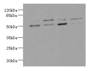 Western blot All lanes: LDB3 antibody at 3.21ug/ml Lane 1 : Hela whole cell lysate Lane 2 : Raji whole cell lysate Lane 3 : MCF-7 whole cell lysate Lane 4 : A431 whole cell lysate Secondary Goat polyclonal to rabbit IgG at 1/10000 dilution Predict...