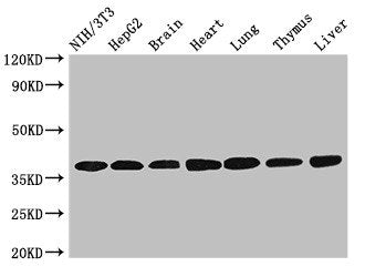 Western Blot Positive WB detected in: NIH/3T3 whole cell lysate, HepG2 whole cell lysate, Mouse brain tissue, Mouse heart tissue, Mouse lung tissue, Mouse thymus tissue, Rat liver tissue All lanes: LDHC antibody at 3.2ug/ml Secondary Goat polyclon...