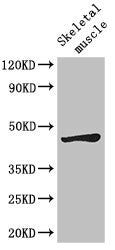 Western Blot Positive WB detected in: Mouse skeletal muscle tissue All lanes: LEF1 antibody at 2.7ug/ml Secondary Goat polyclonal to rabbit IgG at 1/50000 dilution Predicted band size: 45, 36, 32, 24, 42, 43, 35 kDa Observed band size: 45 kDa