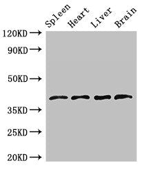 Western Blot Positive WB detected in: Rat spleen tissue, Mouse heart tissue, Mouse liver tissue, Mouse brain tissue All lanes: LEFTY1 antibody at 2.7ug/ml Secondary Goat polyclonal to rabbit IgG at 1/50000 dilution Predicted band size: 41 kDa Obse...
